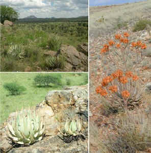 aloe.hereroensis.3.photos.jpg (53304 bytes)