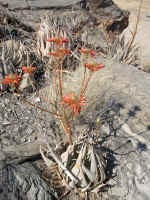 aloe hereroensis drought in bloom (13366 bytes)
