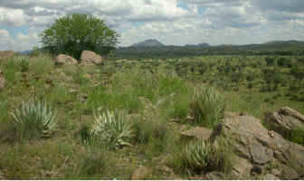 aloe hereroensis habitat namibia good rain