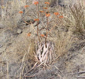 aloe.hereroensis.habitat.summer.jpg (150504 bytes)