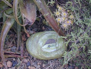 aloe hobby garden snake(33342 bytes)