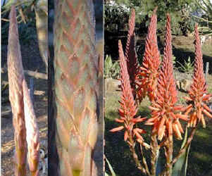 aloe.hybrid.nuwerus.buds.flowers.jpg (57350 bytes)