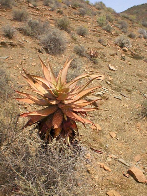 aloe.khamiesensis.habitat.summer.jpg (146923 bytes)