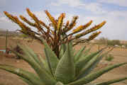 aloe.marlothii.dorp.jpg (30832 bytes)