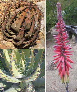 aloe melanacantha plants raceme flowers (128341 bytes)
