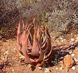 aloe.microstigma.habitat.summer.jpg (52155 bytes)