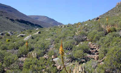 aloe.microstigma.mountains.jpg (54047 bytes)
