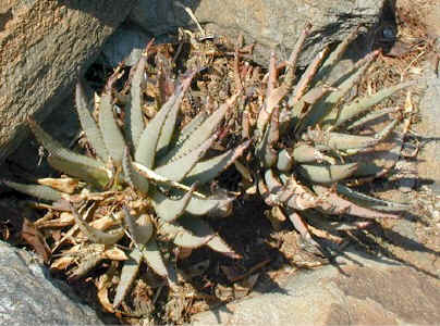 aloe pachygaster namibia Aus (82823 bytes)