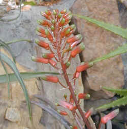 aloe.pendens.flower.bud.opening.0508.jpg (67991 bytes)