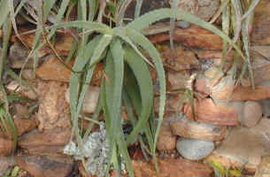 aloe.pendens.jpg (96632 bytes)