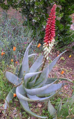 aloe.petricola.x.aloe.speciosa.jpg (107316 bytes)