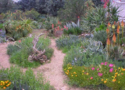 aloe.succulent.garden_small.jpg (23811 bytes)