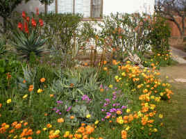 aloe.winter.garden.aug.05_small.jpg (12676 bytes)