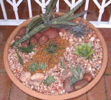 aloes.container.plants.jpg (82473 bytes)