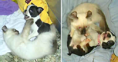 american.curl.kitten.puppy.jpg (33603 bytes)