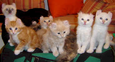 american.curl.kittens.peanut.jpg (45426 bytes)