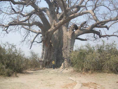 baobab.jpg (190565 bytes)
