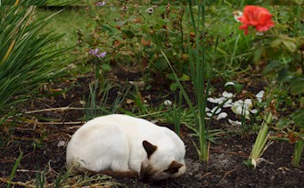 bed.of.roses.jpg (35399 bytes)