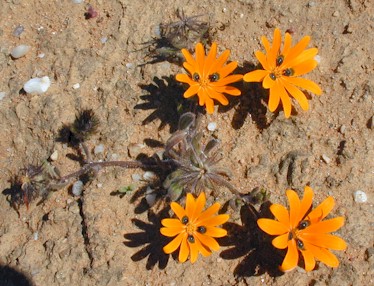 beetle-daisies daisy with beetle markings (53262 bytes)
