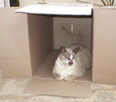 casper.home.box.jpg (31725 bytes)