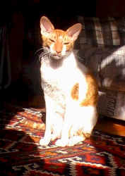 cat.divine.powers.jpg (66764 bytes)