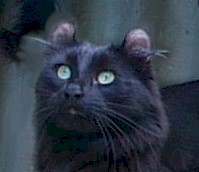 cat.eyes.jpg (9695 bytes)