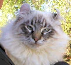 cat1.jpg (15683 bytes)
