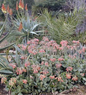 cotyledon.pink.aloe.mutabilis.scene.jpg (101042 bytes)