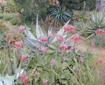 cotyledon.red.flowers.succulent.garden.jpg (84371 bytes)