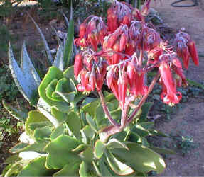 cotyledon.red.flowers.jpg (70088 bytes)