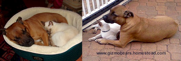 dog.cat.pals.jpg (44763 bytes)