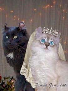feline.wedding.jpg (14943 bytes)
