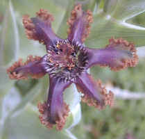 feraria species lily (38067 bytes)