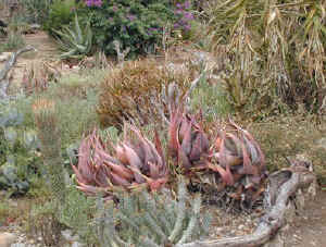 garde.aloe.jpg (63867 bytes)