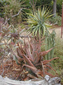 garden.aloes..jpg (108394 bytes)