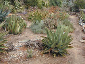 garden.aloes.no.weeds.jpg (101595 bytes)