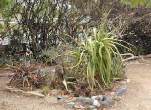 garden.aloes.jpg (58532 bytes)