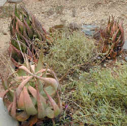 garden.summer.aloe.khamiesensis.hybrid.portect.growth.jpg (90029 bytes)