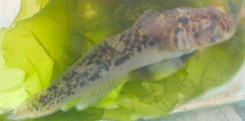 gobby.jpg (14647 bytes)