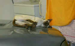 going.once..hooligan.siamese.sleeping.jpg (18724 bytes)