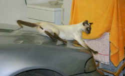 gone..hooligan.siamese.sleeping.jpg (20906 bytes)