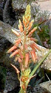 grass.aloe.hybrid.flower.jpg (35814 bytes)