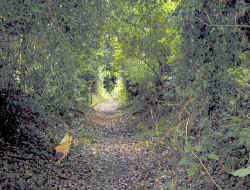 green.love.tunnel.jpg (94258 bytes)