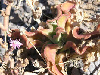 ice-plant.blooming.jpg (53122 bytes)
