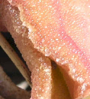 ice-plant.close-up.jpg (43681 bytes)