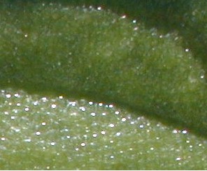 ice.plant..jpg (22918 bytes)