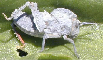ice.plant.knight.jpg (47159 bytes)