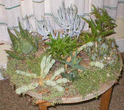 indoor.aloe.succulents.garden.jpg (83340 bytes)
