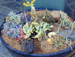 indoor.desert.garden.bowl.jpg (65914 bytes)