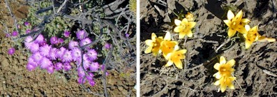 lilies.mesembs.jpg (36422 bytes)
